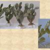  vegetazione varia 