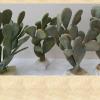  vegetazione varia 